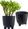 A jade plant in a black planter with a second black planter next to it. Náhľad obrázku produktu