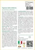 SAFLAX Insieme di coltivazione - Papavero della California Anteprima dell’immagine prodotto 3