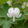 Bloomique - Lot de 6 - Dicentra Spectabilis Alba - Cœur Voir les images du produit 4