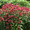 6 x Indianernessel  - Monarda 'Gardenview Scarlet'  | Topf Produktbild-Vorschau 1