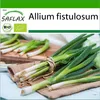 SAFLAX - BIO - Jarná cibuľka - Japonská Ishikura - Allium Náhľad obrázku produktu 10