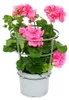 Geranien hängend - Pelargonium peltatum - 12cm Topf - Set Produktbild-Vorschau 2