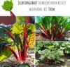 Roter Rhabarber Samen (Rheum rhabarbarum) - Nährstoffreiche Produktbild-Vorschau 5