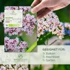 Baldrian Samen - Heilkräuter Saatgut aus biologischem Anbau Produktbild-Vorschau 2