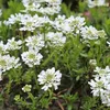 6 x Iberis sempervirens 'Schneeflocke' (Scheefkelk) | Pot Productafbeelding-voorbeeld 2