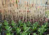 A close-up view of many small green plants in pots, with many thin wooden sticks arranged vertically behind them. Produktbild-Vorschau