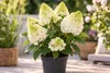 Hortensja wiechowata 'Candlelight' doniczka 3L – Hydrangea Podgląd zdjęcia produktu 3
