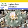 SAFLAX Kultivačný set - Kaktus Peyotl - Lophophora Náhľad obrázku produktu 10