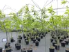 Esskastanie Castanea sativa 180 cm  Kastanie Kastanienbaum Produktbild-Vorschau 3