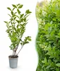 Green boutiQ - 40x Ligustrum ovalifolium - Gewöhnlicher Produktbild-Vorschau 1