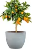 Scheurich Firenze 60, Pflanzgefäß/Blumentopf/Pflanzkübel, Produktbild-Vorschau 2