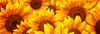 Küchenrückwand Folie selbstklebend SONNENBLUMEN 180 x 60 cm Produktbild-Vorschau 3