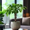 Arbre à argent - Pachira aquatica - Hauteur 60-70cm - ⌀17cm Voir les images du produit 6