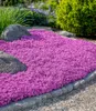 BALDUR Garten 3x Teppichphlox 'Emerald Pink', winterharter Produktbild-Vorschau 1