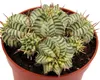 Euphorbia meloformis variegata Euforbia variegata a globo Anteprima dell’immagine prodotto 2