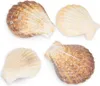 Pecten radula 0,5 kg, 5-7 cm – Ansicht 4 Produktbild-Vorschau