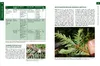 Waldtracht von Fichte und Tanne Produktbild-Vorschau 4