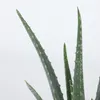 Aloe vera - Set de 4 - Aloe barbadensis - Hauteur 25-40cm - Voir les images du produit 3