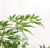 Bloomique - Acer Palmatum Dissectum - Japanischer Ahorn - Produktbild-Vorschau 2