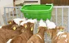 Kälbertränkewanne Multi Feeder mit Ventil 149 und Sauger Produktbild-Vorschau 5