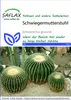 Artikelbild 1 von 'Kaktus Schwiegermutterstuhl' aus der Kategorie Kaktussamen Náhled obrázku produktu