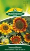 Sonnenblume, Herbstschönheit Produktbild-Vorschau 5