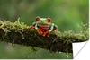 MuchoWow® Poster Rotäugiger Quecksilberfrosch auf Produktbild-Vorschau 1