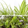 3x Mieszanka przyjazna zwierzętom - Cyperus - Chlorophytum Podgląd zdjęcia produktu 6