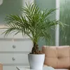 Zwergdattelpalme - Phoenix roebelenii - Höhe 80-90cm - Produktbild-Vorschau 5