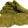 Terrario Shadow Forest Moss - muschio naturale 35x28cm Anteprima dell’immagine prodotto 5
