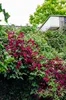 Clematide - Clematis Hagley Hybrid - Ø15cm - altezza circa Anteprima dell’immagine prodotto 1