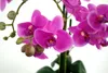 Kunst-Pflanze Orchidee ovaler Topf silber hochglanz und Produktbild-Vorschau 5