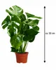 Monstera deliciosa, circa 50 cm – Deliziosa pianta da Anteprima dell’immagine prodotto 5