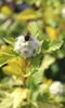 Borovice s měchýřkem 'Physocarpus Opulifolius Dart's Gold Náhled obrázku produktu 3