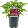 Green boutiQ - Hortensia - Hydrangea macrophylla Red - Voir les images du produit 2