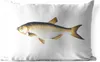 MuchoWow® Outdoor Kissen - Fische - Raue Plötze - Realismus Produktbild-Vorschau 1