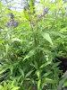 Mönchspfeffer Delta Blues - Vitex agnus castus - 40-60cm Produktbild-Vorschau 2