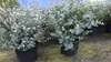 4 Stück Eucalyptus Gunni Gunnii Busch Kugel Eukalyptusbaum, Produktbild-Vorschau 4