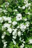 Philadelphus 'Bouquet Blanc', Pfeifenstrauch, weiß, 100–125 Produktbild-Vorschau 1