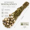 Mohnkapseln getrocknet 150 g ca. 60 cm Papaver Produktbild-Vorschau 3