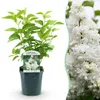Green boutiQ - Plante de jardin - Syringa vulgaris mme Voir les images du produit 1