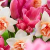 Bloomique - Mischung aus 50 - Beauty Mix - Mischung aus 6 Produktbild-Vorschau 5