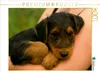 Calvendo Ein Motiv aus dem Kalender Airedale Terrier Welpen Produktbild-Vorschau 3