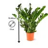 Zamioculcas zamiifolia - plante zz - ↕ 70-80 cm - ⌀ 17 cm - Voir les images du produit 3