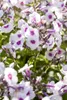 Phlox paniculata 'Bright Eyes', Flammenblume, rosa, ca. Produktbild-Vorschau 2