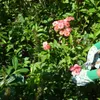 Esschert Design | Guanti da giardinaggio - Motivo a rose - Anteprima dell’immagine prodotto 7