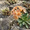 6x Lewisia cotyledon Elise P9H20 Produktbild-Vorschau 3