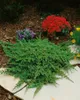 Juniperus procumbens 'Nana', Kriech-Wacholder, 20–25 cm Produktbild-Vorschau 11