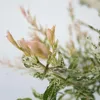 Saule crevette - Salix integra 'Flamingo' - Hauteur Voir les images du produit 3