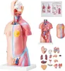 SucceBuy 18palcový model lidského těla, 23dílný anatomický Náhled obrázku produktu 1